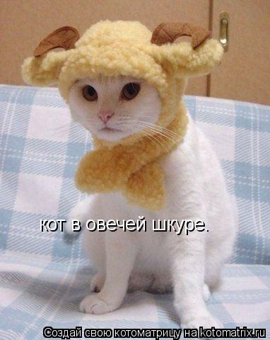 кот в овечей шкуре.... Котоматрица: кот в овечей шкуре.