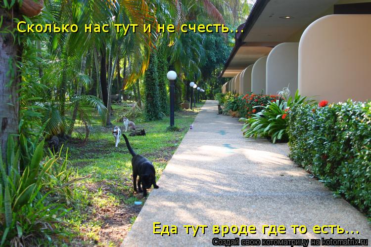 Сколько нас тут и не счесть... Еда тут вроде где то есть...... Котоматрица: Сколько нас тут и не счесть... Еда тут вроде где то есть...