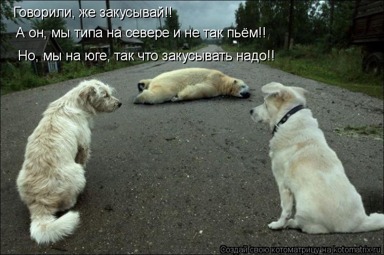 Говорили, же закусывай!! А он, мы типа на севере и не так пьём!! Но, мы на юге, так что закусывать ... Котоматрица: Говорили, же закусывай!! А он, мы типа на севере и не так пьём!! Но, мы на юге, так что закусывать надо!!