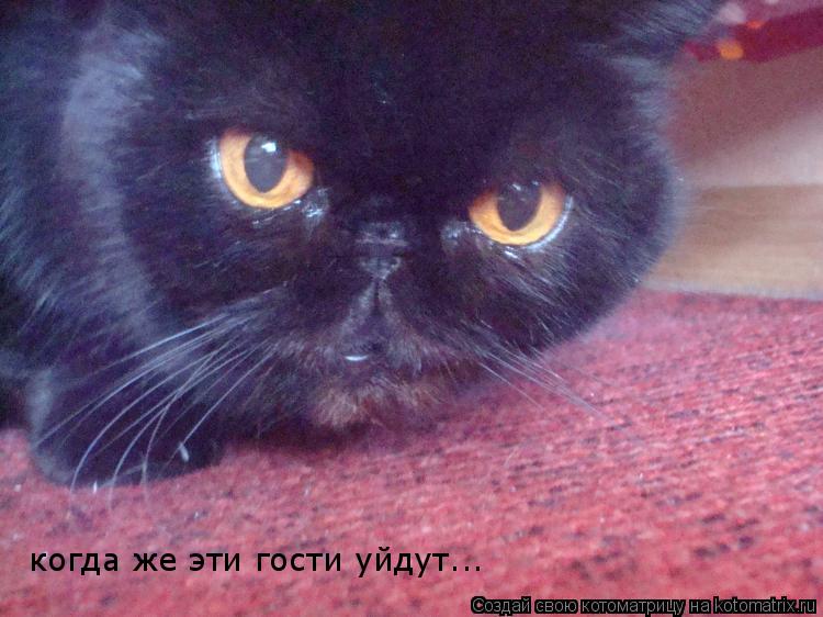 когда же эти гости уйдут...... Котоматрица: когда же эти гости уйдут...