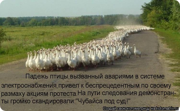 электроснабжения,привел к беспрецедентным по своему Падежь птицы,вызванный авариями в системе размаху... Котоматрица: электроснабжения,привел к беспрецедентным по своему Падежь птицы,вызванный авариями в системе размаху акциям протеста. На пути следовани