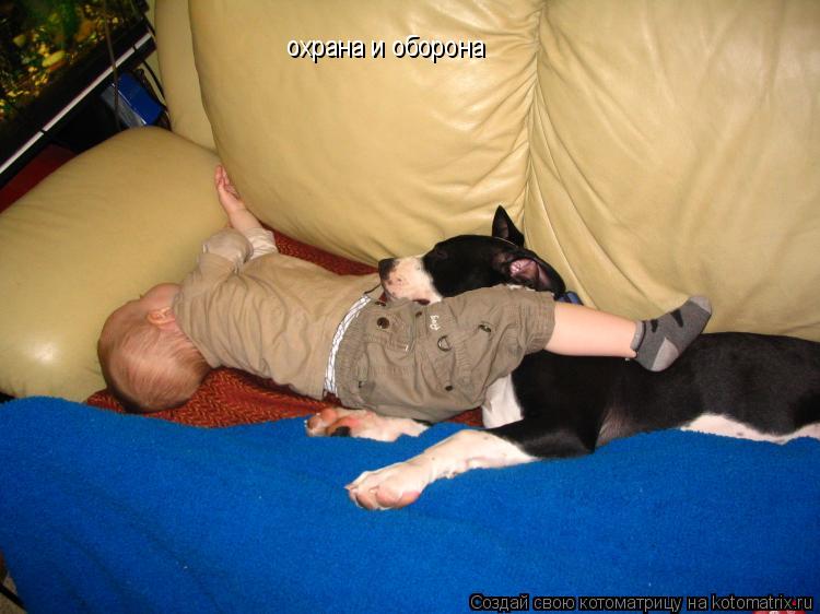 охрана и оборона... Котоматрица: охрана и оборона
