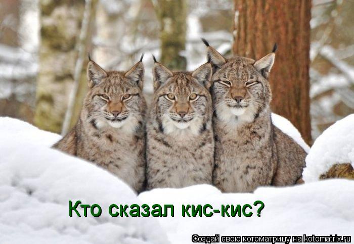 Кто сказал кис-кис?... Котоматрица: Кто сказал кис-кис?