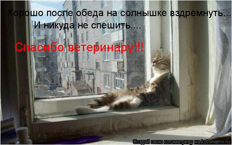 Хорошо после обеда на солнышке вздремнуть... И никуда не спешить.... Спасибо ветеринару!!!... Котоматрица: Хорошо после обеда на солнышке вздремнуть... И никуда не спешить.... Спасибо ветеринару!!!