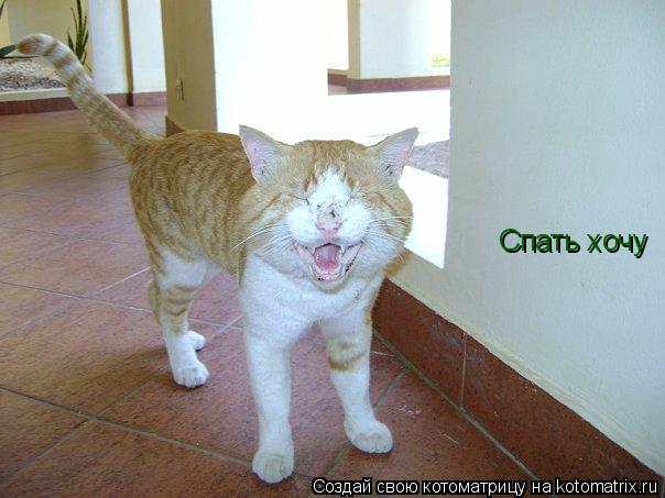 Спать хочу... Котоматрица: Спать хочу