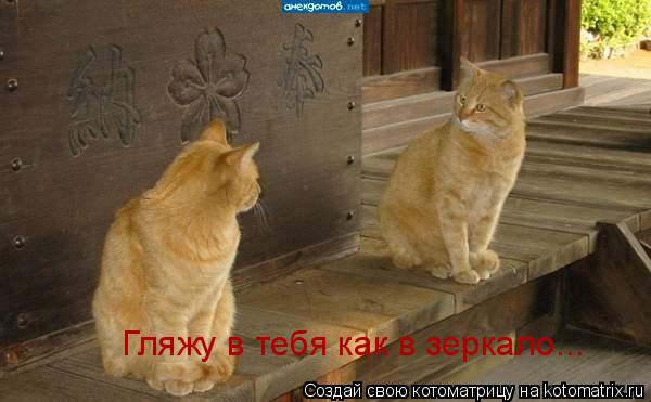 Гляжу в тебя как в зеркало...... Котоматрица: Гляжу в тебя как в зеркало...