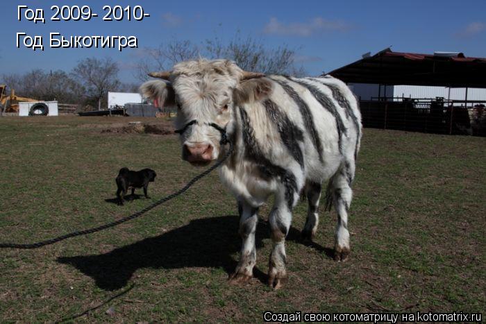 Год 2009- 2010- Год Быкотигра... Котоматрица: Год 2009- 2010- Год Быкотигра