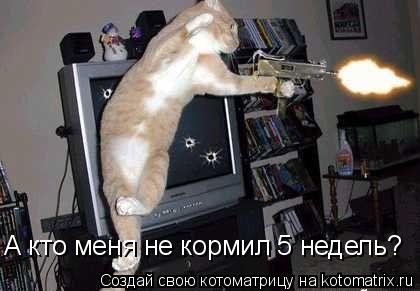 А кто меня не кормил 5 недель?... Котоматрица: А кто меня не кормил 5 недель?