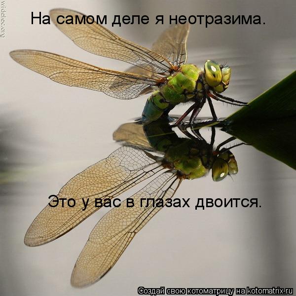 На самом деле я неотразима. Это у вас в глазах двоится.... Котоматрица: На самом деле я неотразима. Это у вас в глазах двоится.