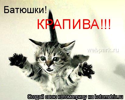 Батюшки! КРАПИВА!!!... Котоматрица: Батюшки! КРАПИВА!!!