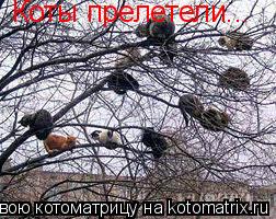 Коты прелетели...... Котоматрица: Коты прелетели...