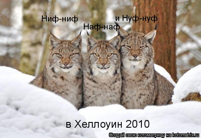 Ниф-ниф Наф-наф и Нуф-нуф в Хеллоуин 2010... Котоматрица: Ниф-ниф Наф-наф и Нуф-нуф в Хеллоуин 2010