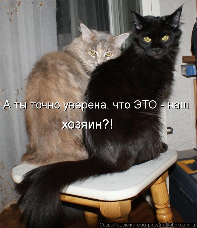 А ты точно уверена, что ЭТО - наш хозяин?!... Котоматрица: А ты точно уверена, что ЭТО - наш хозяин?!