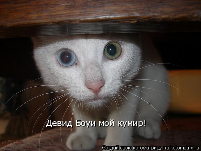 Девид Боуи мой кумир!... Котоматрица: Девид Боуи мой кумир!