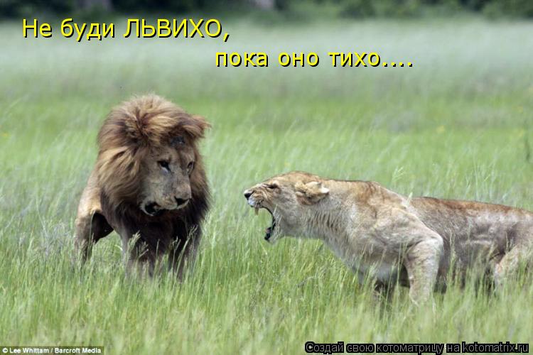 Котоматрица: Не буди ЛЬВИХО, пока оно тихо....