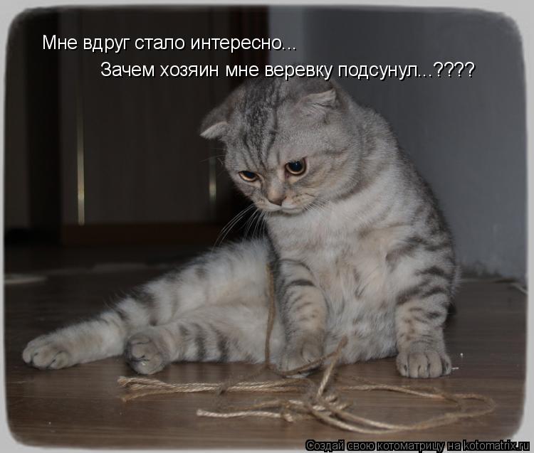 Зачем хозяин мне веревку подсунул...???? Мне вдруг стало интересно...... Котоматрица: Зачем хозяин мне веревку подсунул...???? Мне вдруг стало интересно...