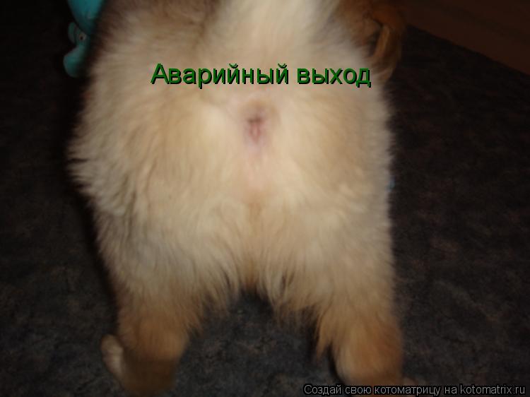 Аварийный выход... Котоматрица: Аварийный выход
