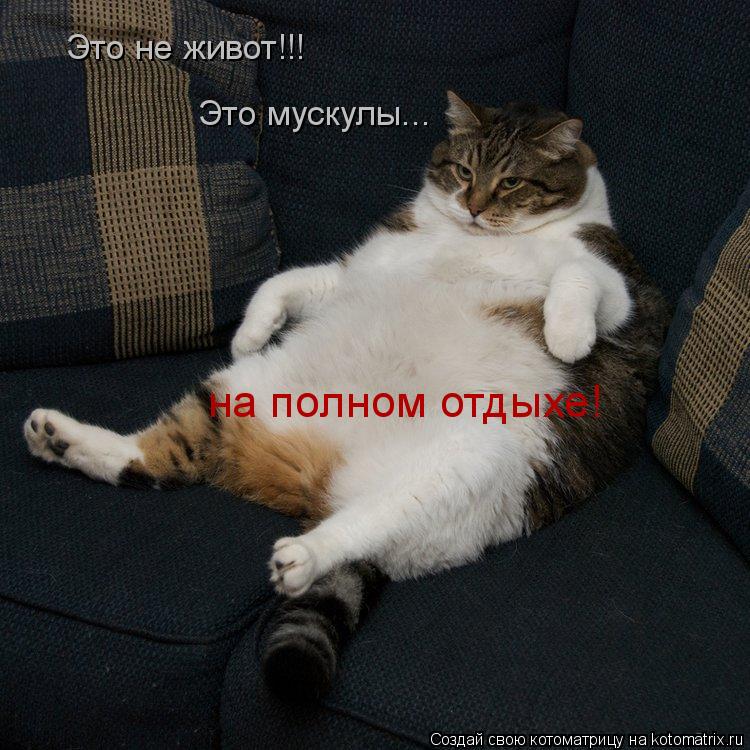Это не живот!!! Это мускулы... на полном отдыхе!... Котоматрица: Это не живот!!! Это мускулы... на полном отдыхе!