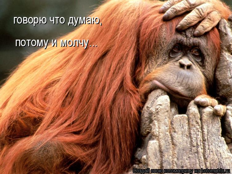 потому и молчу... говорю что думаю,... Котоматрица: потому и молчу... говорю что думаю,