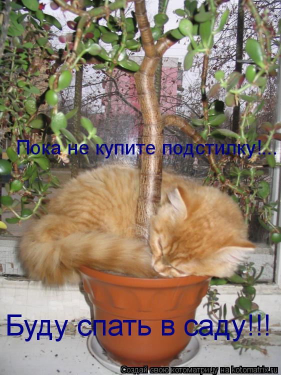 Пока не купите подстилку!... Буду спать в саду!!!... Котоматрица: Пока не купите подстилку!... Буду спать в саду!!!