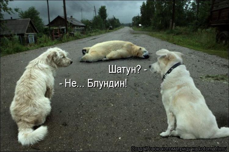 Котоматрица: Шатун? - - Не... Блундин!