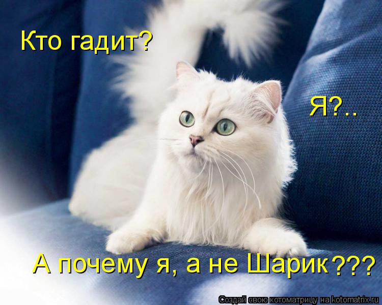 Кто гадит? Я?.. А почему я, а не Шарик ???... Котоматрица: Кто гадит? Я?.. А почему я, а не Шарик ???