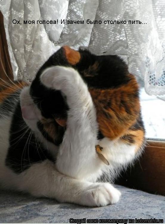 Ох, моя голова! И зачем было столько пить...... Котоматрица: Ох, моя голова! И зачем было столько пить...
