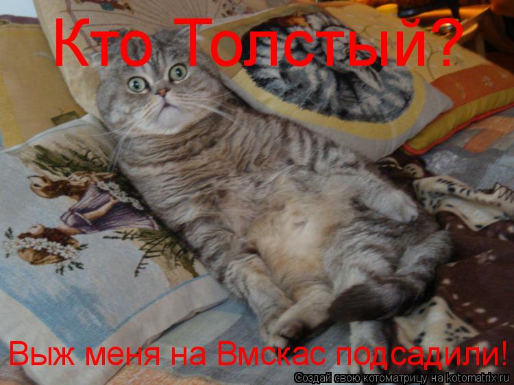 Кто Толстый? Выж меня на Вмскас подсадили!... Котоматрица: Кто Толстый? Выж меня на Вмскас подсадили!