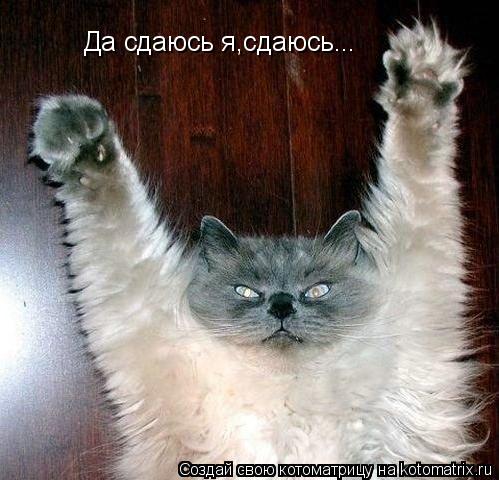 Да сдаюсь я,сдаюсь...... Котоматрица: Да сдаюсь я,сдаюсь...