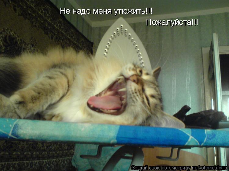 Не надо меня утюжить!!! Пожалуйста!!!... Котоматрица: Не надо меня утюжить!!! Пожалуйста!!!