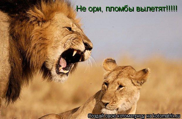 Не ори, пломбы вылетят!!!!!... Котоматрица: Не ори, пломбы вылетят!!!!!