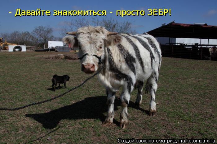 - Давайте знакомиться - просто ЗЕБР!... Котоматрица: - Давайте знакомиться - просто ЗЕБР!