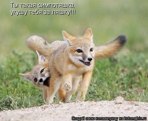 Ты такая симпотяшка, укушу тебя за ляшку!!!... Котоматрица: Ты такая симпотяшка, укушу тебя за ляшку!!!