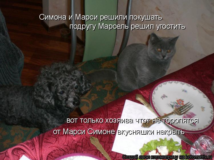 Симона и Марси решили покушать вот только хозяива чтот не торопятся от Марси Симоне вкусняшки накрыть... Котоматрица: Симона и Марси решили покушать вот только хозяива чтот не торопятся от Марси Симоне вкусняшки накрыть подругу Марсель решил угостить
