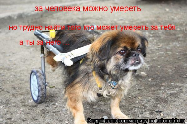 за человека можно умереть но трудно найти того кто может умереть за тебя а ты за него ...... Котоматрица: за человека можно умереть но трудно найти того кто может умереть за тебя а ты за него ...