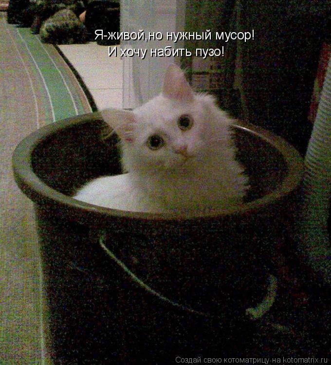 Я-живой,но нужный мусор! И хочу набить пузо!... Котоматрица: Я-живой,но нужный мусор! И хочу набить пузо!