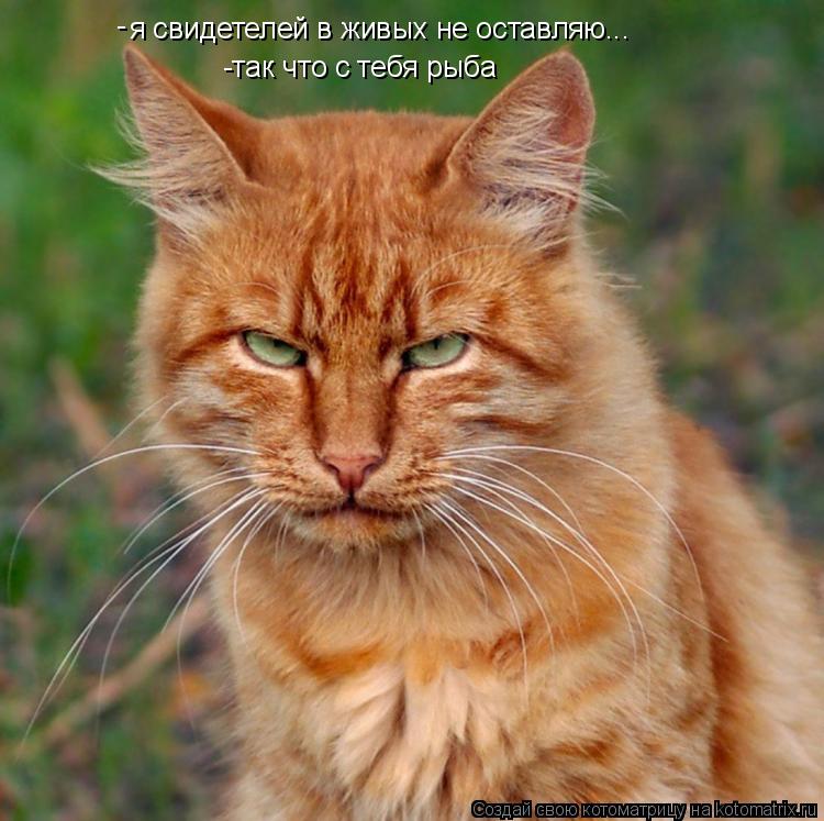 я свидетелей в живых не оставляю... -так что с тебя рыба -... Котоматрица: я свидетелей в живых не оставляю... -так что с тебя рыба -