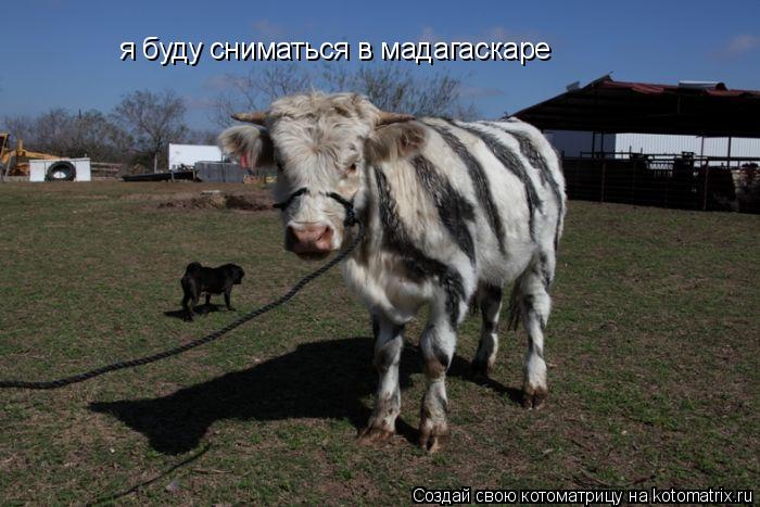 я буду сниматься в мадагаскаре... Котоматрица: я буду сниматься в мадагаскаре