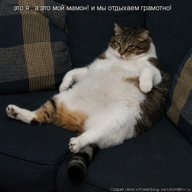 это я , а это мой мамон! и мы отдыхаем грамотно!... Котоматрица: это я , а это мой мамон! и мы отдыхаем грамотно!