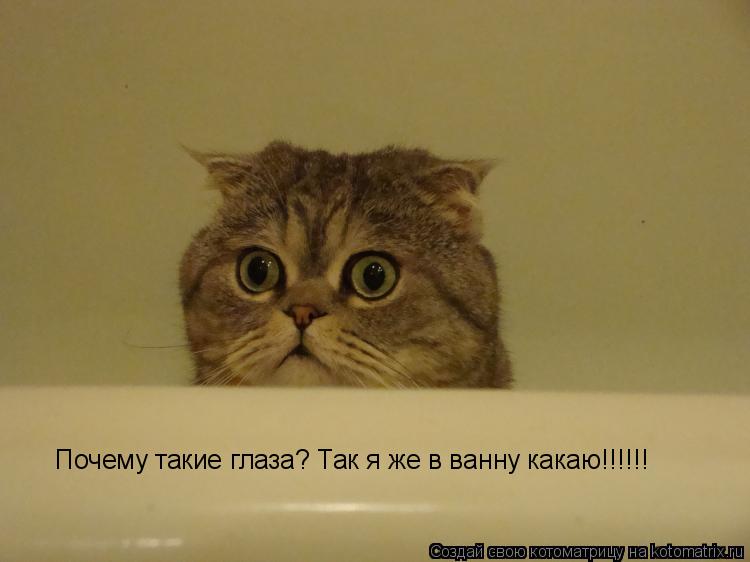 Почему такие глаза? Так я же в ванну какаю!!!!!!... Котоматрица: Почему такие глаза? Так я же в ванну какаю!!!!!!
