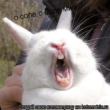 о соле,о соле мио!!!... Котоматрица: о соле,о соле мио!!!