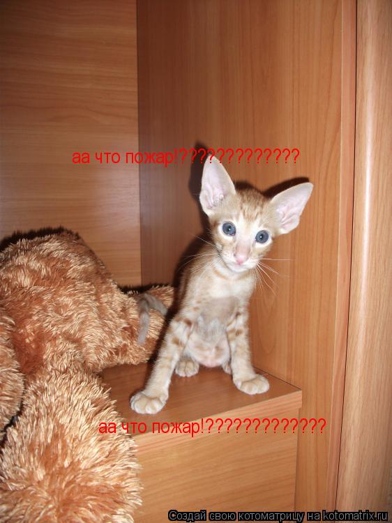 аа что пожар!????????????? аа что пожар!?????????????... Котоматрица: аа что пожар!????????????? аа что пожар!?????????????