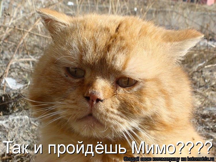 Так и пройдёшь Мимо????... Котоматрица: Так и пройдёшь Мимо????