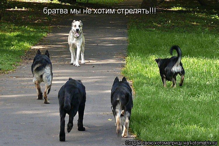 братва мы не хотим стрелять!!!... Котоматрица: братва мы не хотим стрелять!!!
