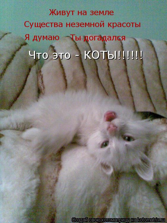 Живут на земле Существа неземной красоты Я думаю Ты догадался Что это - КОТЫ!!!!!!... Котоматрица: Живут на земле Существа неземной красоты Я думаю Ты догадался Что это - КОТЫ!!!!!!