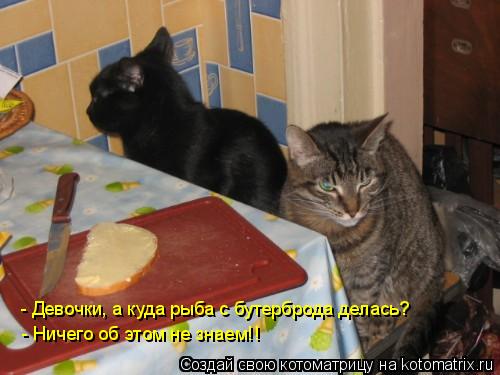 - Девочки, а куда рыба с бутерброда делась? - Ничего об этом не знаем!!... Котоматрица: - Девочки, а куда рыба с бутерброда делась? - Ничего об этом не знаем!!