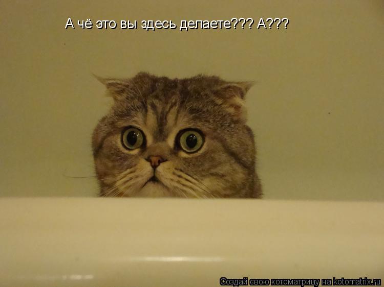 А чё это вы здесь делаете??? А???... Котоматрица: А чё это вы здесь делаете??? А???
