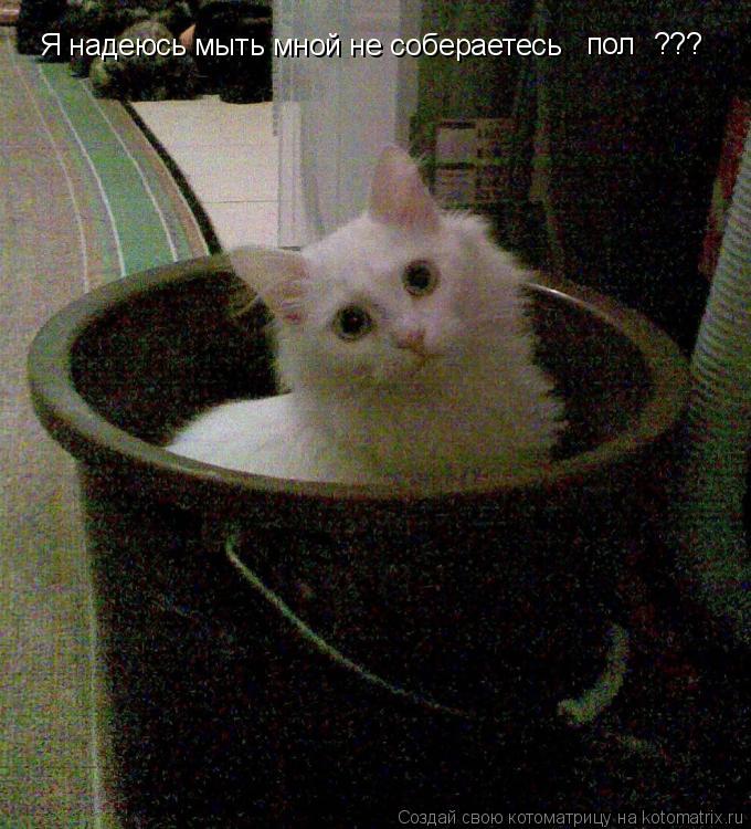 Я надеюсь мыть мной не собераетесь пол ???... Котоматрица: Я надеюсь мыть мной не собераетесь пол ???