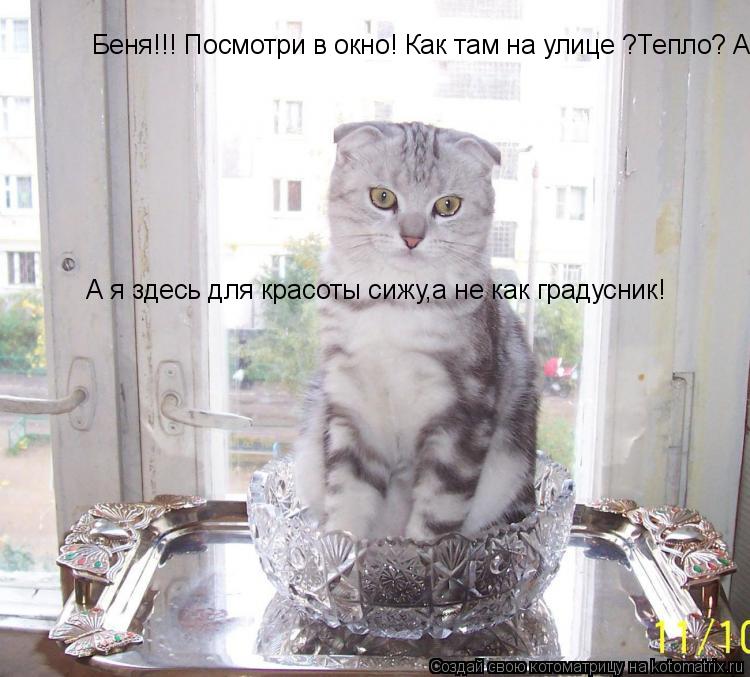 Беня!!! Посмотри в окно! Как там на улице ?Тепло? А я здесь для красоты сижу,а не как градусник! А я ... Котоматрица: Беня!!! Посмотри в окно! Как там на улице ?Тепло? А я здесь для красоты сижу,а не как градусник! А я здесь для красоты сижу,а не как градусник!
