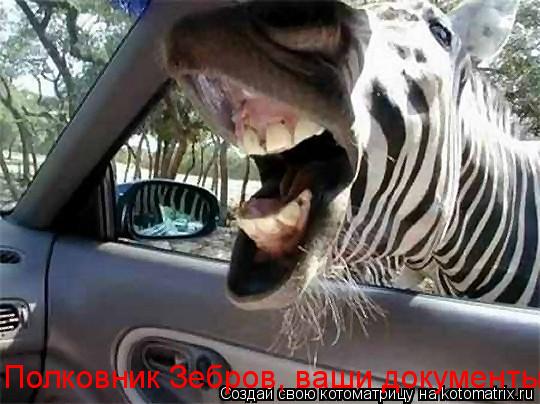 Полковник Зебров, ваши документы... Котоматрица: Полковник Зебров, ваши документы